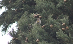 Setophaga coronata auduboni