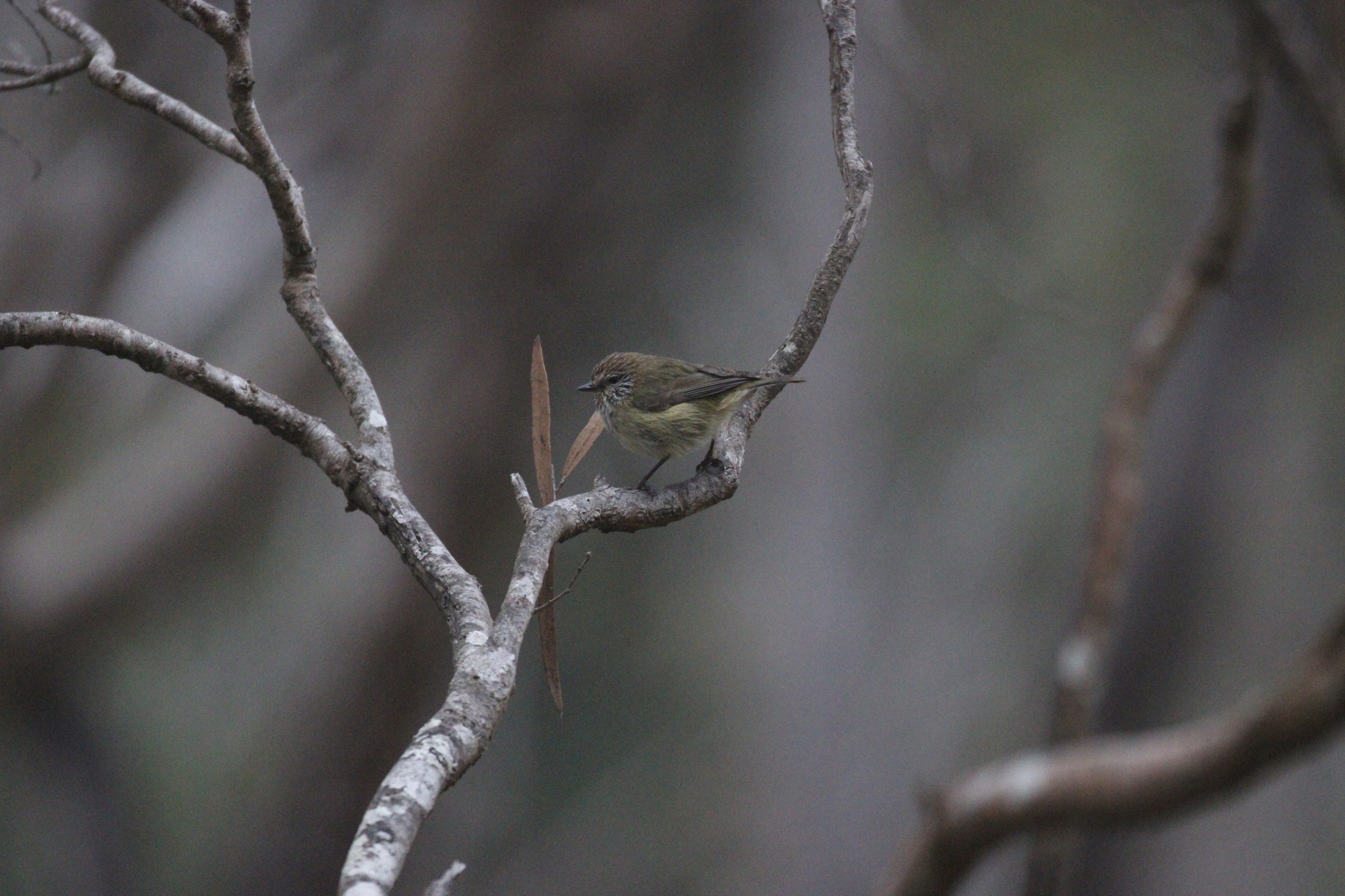 Acanthiza lineata Gould, 1838