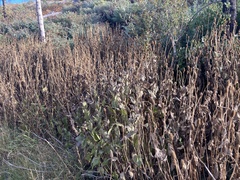 Rudbeckia californica, photograph (c) Adam J. Searcy, some rights reserved (CC BY)
