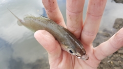 Eucinostomus currani