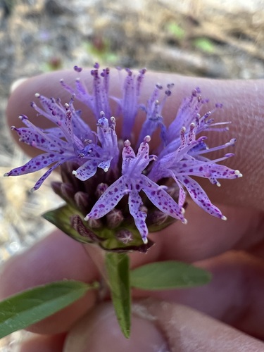 iNaturalist observation photo of Brewer's Monardella