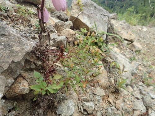 Hypericum hakonense iNat (1)