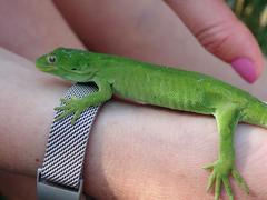 Naultinus stellatus