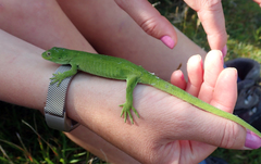Naultinus stellatus