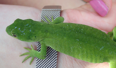 Naultinus stellatus