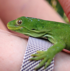 Naultinus stellatus