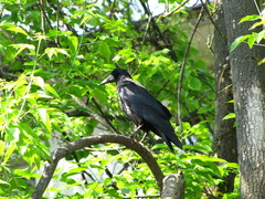 Corvus frugilegus