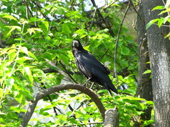 Corvus frugilegus