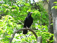 Corvus frugilegus