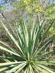 Agave vivipara
