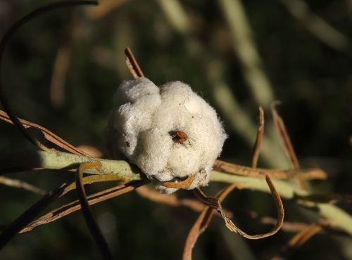 Unknown species found near Adams County, CO, USA