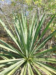 Agave vivipara