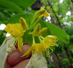 Lonicera hirsuta