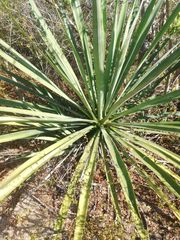 Agave vivipara