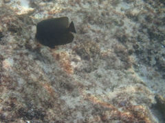 Chaetodon nigropunctatus