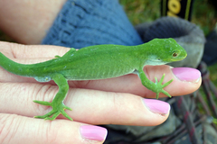 Naultinus stellatus