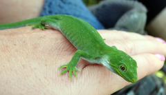 Naultinus stellatus