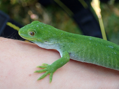 Naultinus stellatus