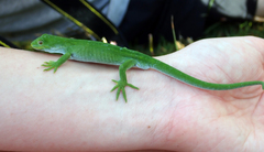 Naultinus stellatus