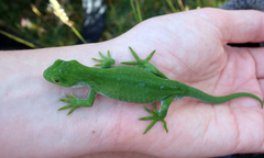 Naultinus stellatus