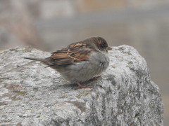 Passer domesticus