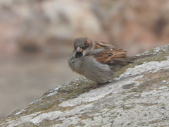 Passer domesticus