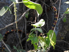 Micrurus tener fitzingeri