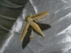 Hippotion balsaminae