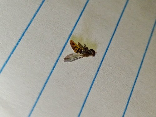 Unknown species found near Brook Creek, Lawrence, KS, USA