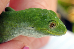 Naultinus stellatus