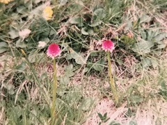 Gymnadenia