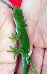 Naultinus stellatus