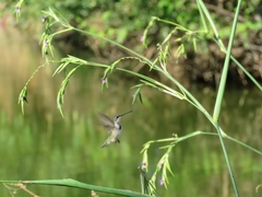 Archilochus colubris