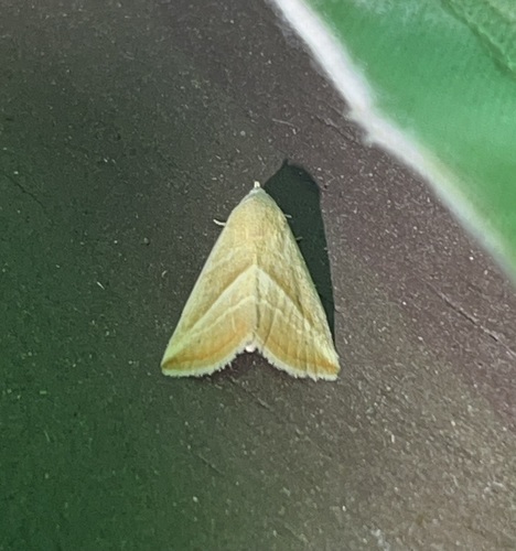 Straight-lined Seed Moth photo 5