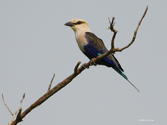 Coracias cyanogaster