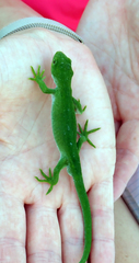 Naultinus stellatus