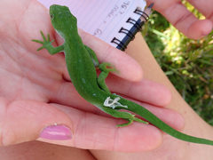 Naultinus stellatus
