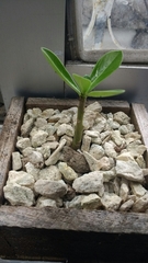 Angiospermae