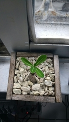 Angiospermae