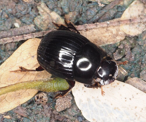 Ateuchus texanus photo 2