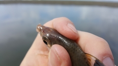 Eucinostomus currani