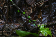 Peperomia rotundifolia