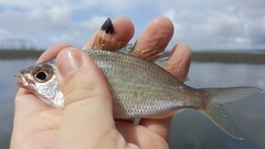 Eucinostomus currani