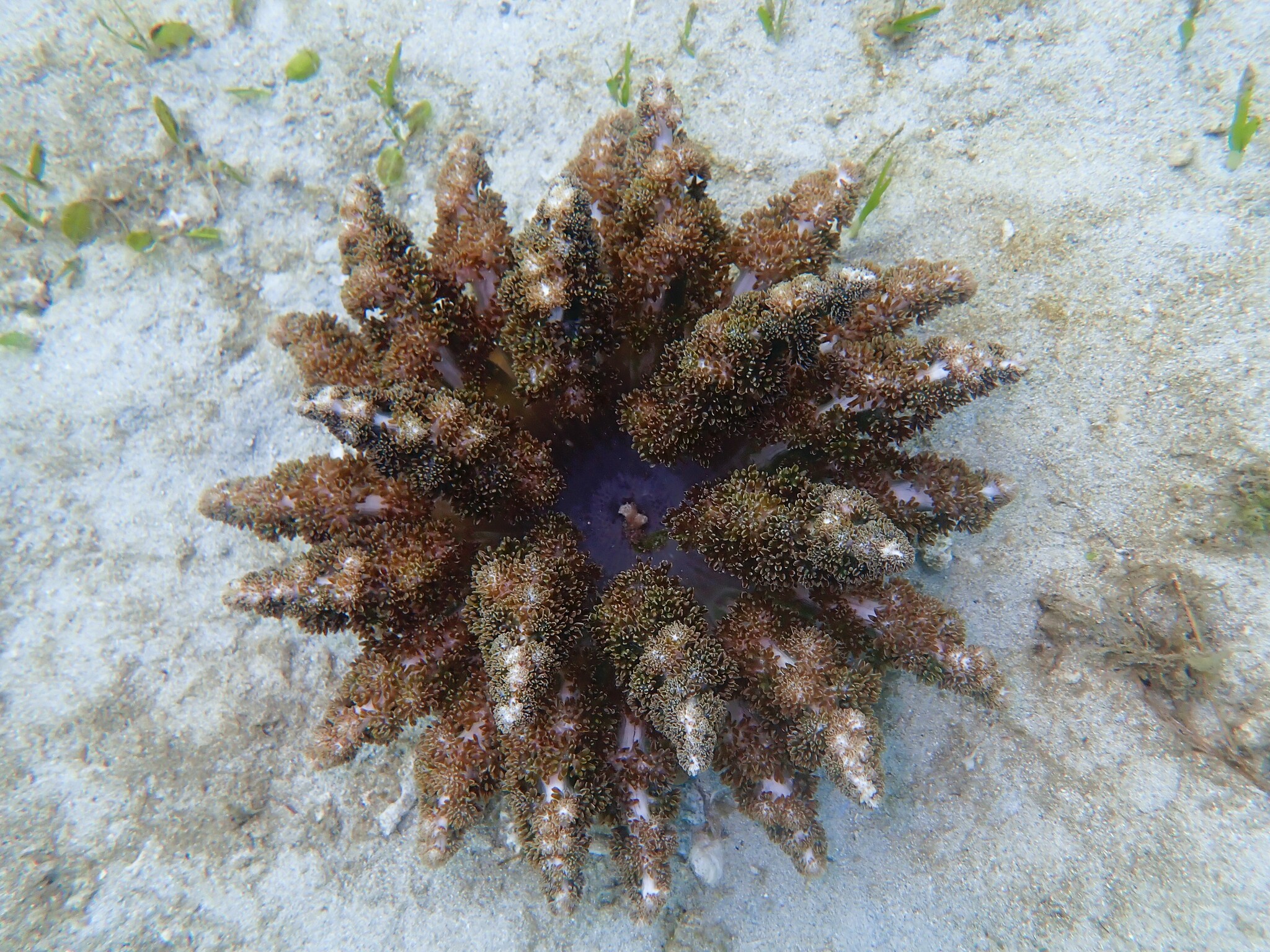 Actinodendron arboreum (Quoy & Gaimard, 1833)