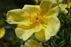 Rosa platyacantha