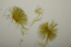 Tapesia lividofusca