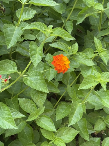 common lantana