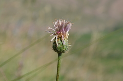 Klasea marginata