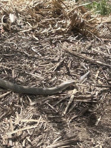 Eastern Brown Snake sighting