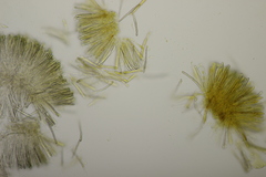 Tapesia lividofusca